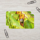 Search for shells business cards Spiral