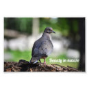 Search for wood pigeon posters Bird