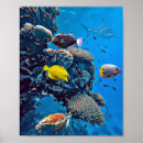 Search for sea life posters Nature