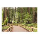 Search for muir woods art Scenic