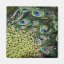 Search for tail feathers magnets Green