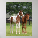 Search for sporting breed posters Horses