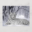 Search for snow tiger postcards Tigers