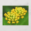 Search for yellow postcards Simple