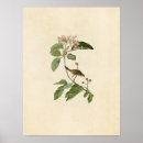 Search for finches posters Illustration
