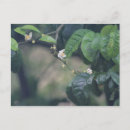 Search for orange blossoms postcards Green