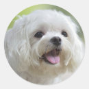 Search for maltese dogs stickers Pets