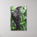 Search for red tail hawk art Animal