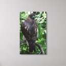 Search for red tail hawk art Nature