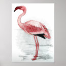 Search for vintage flamingo posters Illustration