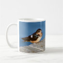 Search for swallows mugs Nature