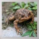 Search for toad nursery art Wildlife