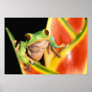 Search for green frog posters Colourful