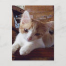 Search for meow postcards Pet