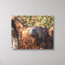 Search for ornithology art Bird of prey