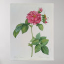 Search for pierre joseph redoute posters Botany