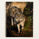 Search for timber wolves Nature