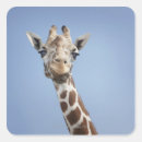 Search for giraffe head stickers Outdoors