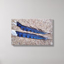 Search for corvidae posters Cyanocitta