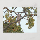 Search for predators postcards Nature