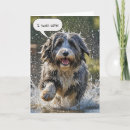 Search for collie birthday cards Funny
