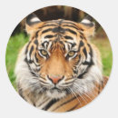 Search for bengal tiger stickers Endangered