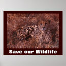 Search for cheetah spots posters Wild cat