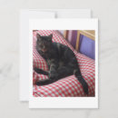 Search for cat save the dates Pets