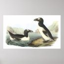 Search for auk Birds