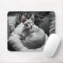 Search for hairless mousepads Kitten