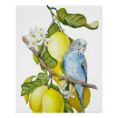 Search for budgie art Budgerigar
