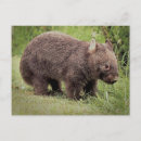 Search for wombat postcards Nature