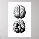 Search for brain anatomy posters Illustration