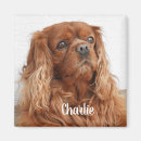 Search for king of dogs magnets Animal