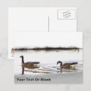 Search for geese postcards Canada goose