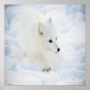 Search for arctic posters Snow