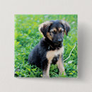 Search for shepherds badges Animal