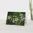 Search for blackberry cards Blossom