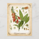 Search for foxglove flower postcards Plant