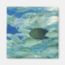 Search for yellow fish magnets Animal