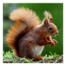 Search for nut with squirrel posters Nature