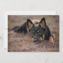 Search for german shepherd thank you cards Pet