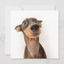 Search for doberman cards Cute