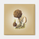 Search for morel magnets Mushroom