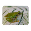 Search for tree frog magnets Animal