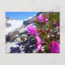 Search for rock horizontal postcards Pink