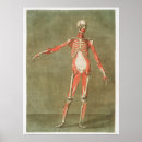Search for anatomical posters Anatomy