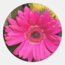 Search for fuschia stickers Fun