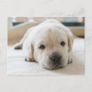 Search for dog napping postcards Puppy