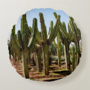 Search for succulent cushions Botanic